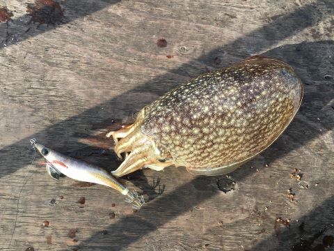 a photo of Japanese spineless cuttlefish (Shiriyakeika)