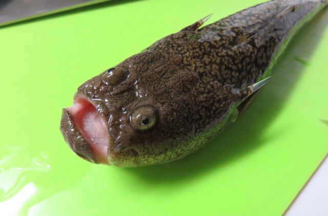 a photo of Japanese stargazer (Mishimaokoze)