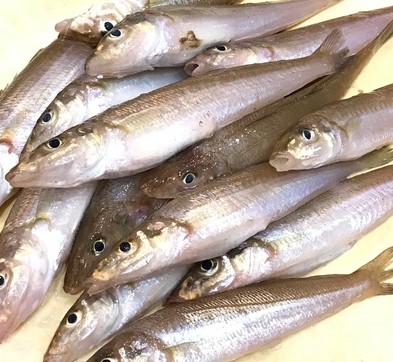 a photo of Japanese whiting (Kisu)
