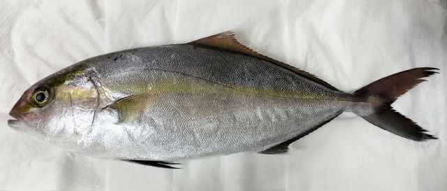 a photo of Greater amberjack (Kanpachi)