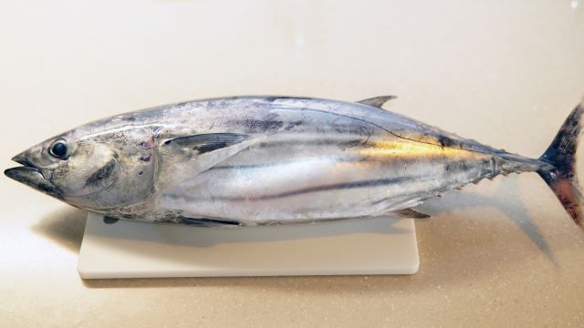 a photo of Bonito (Katsuo)
