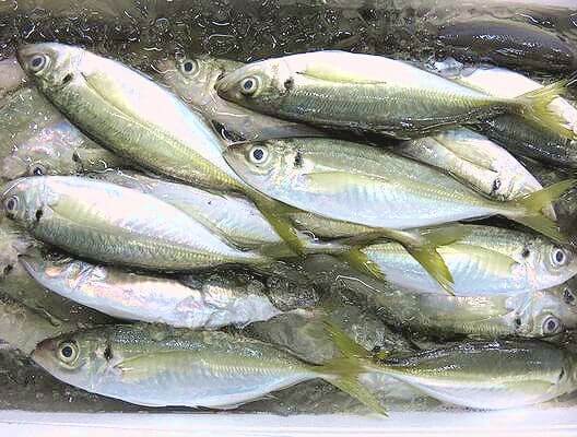 a photo of Ki-aji