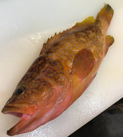 a photo of Redspotted grouper (Kijihata)