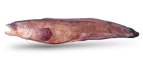 A photo of Kingklip (Minamiakahige)