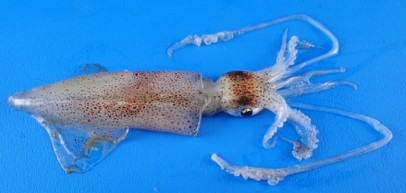 A photo of Kobi Squid