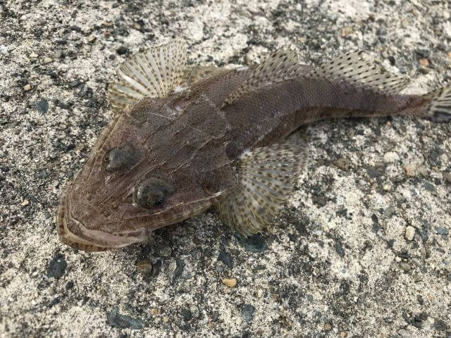 a photo of Bartail flathead (Kochi)