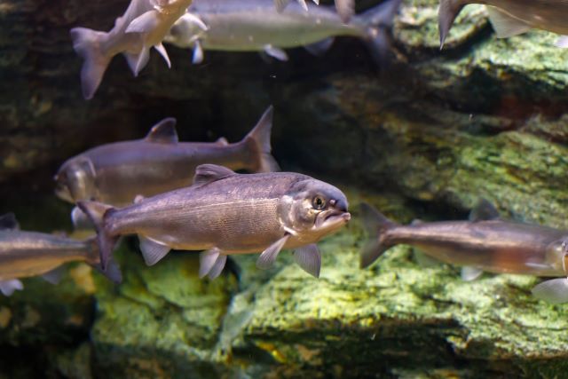 a photo of Kokanee (Himemasu)
