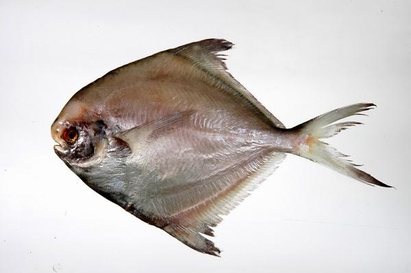 A photo of Korean pomfret (Kouraimanagatsuo)