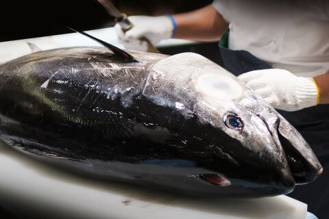 A photo of Kuromaguro