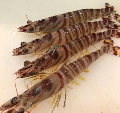 a photo of Kuruma prawn (Kuruma ebi)