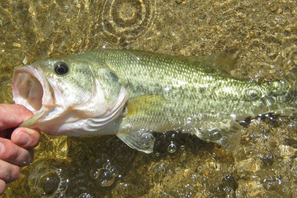 A photo of Largemouth bass (Black bass)