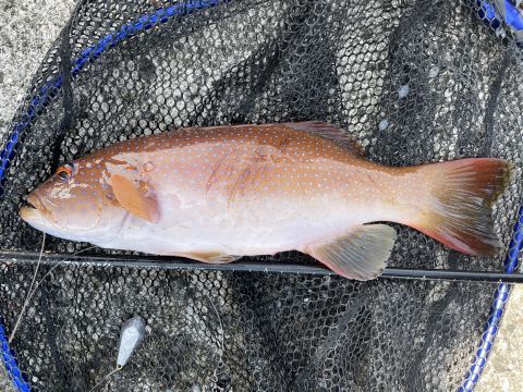 a photo of Leopard coral grouper (Sujiara)