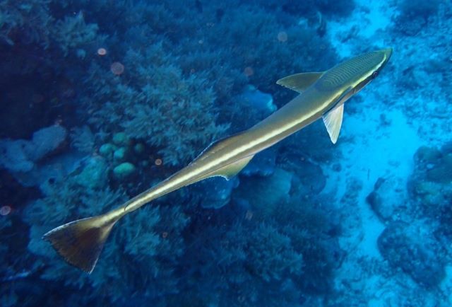 A photo of Live sharksucker (Kobanzame)