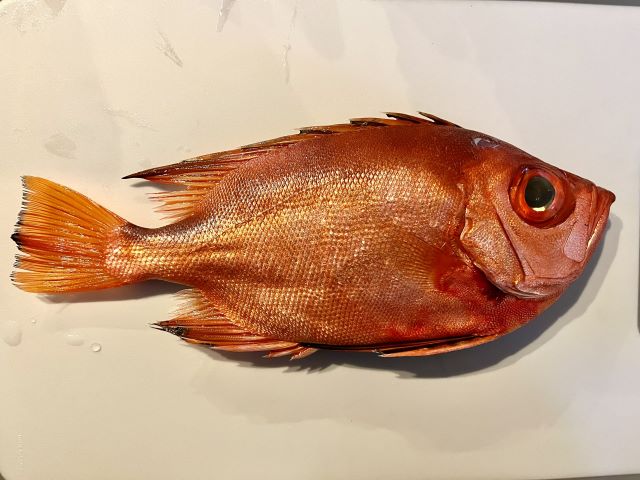 A photo of Longfinned bullseye (Chikamekintoki)