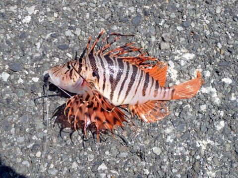a photo of Luna lionfish (Minokasago)