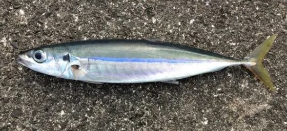 a photo of Mackerel scad (Kusayamoro)