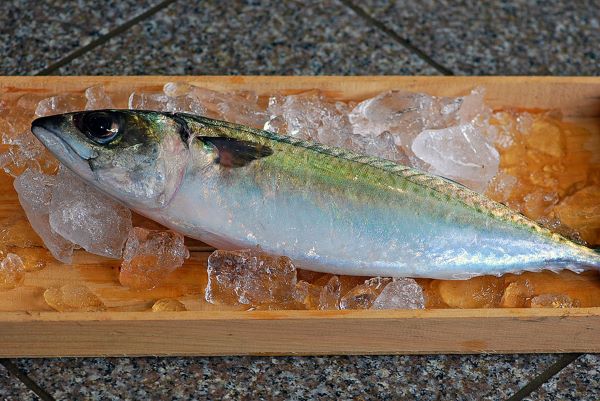 a photo of Mackerel (Seki-saba)