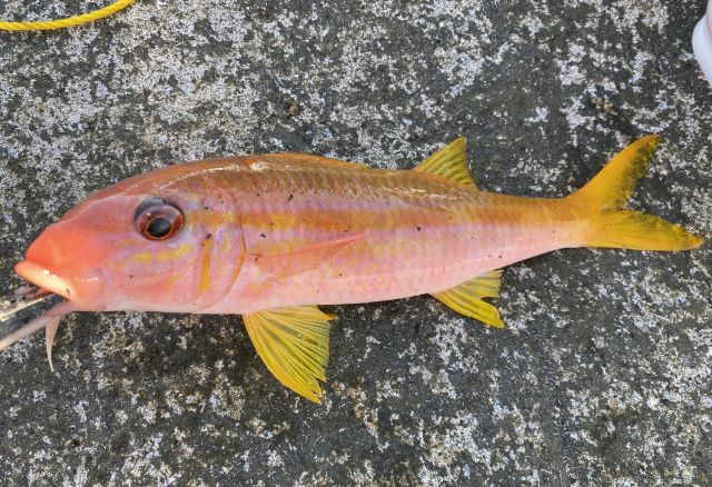 a photo of Manybar goatfish (Ojisan)