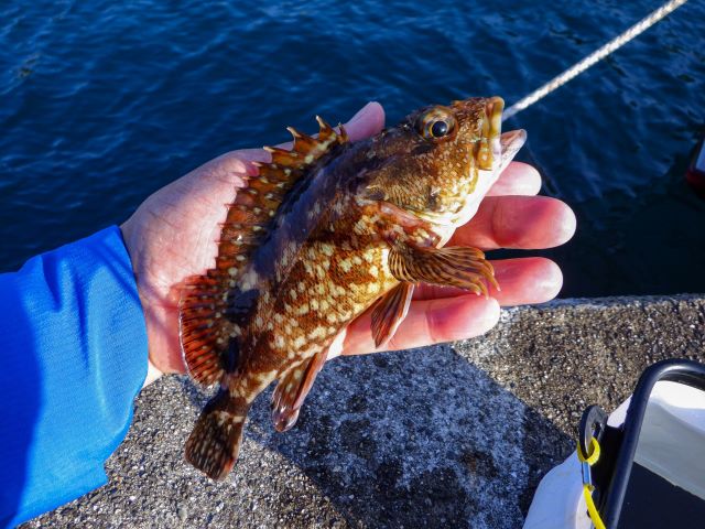 a photo of Marbled rockfish (Kasago)