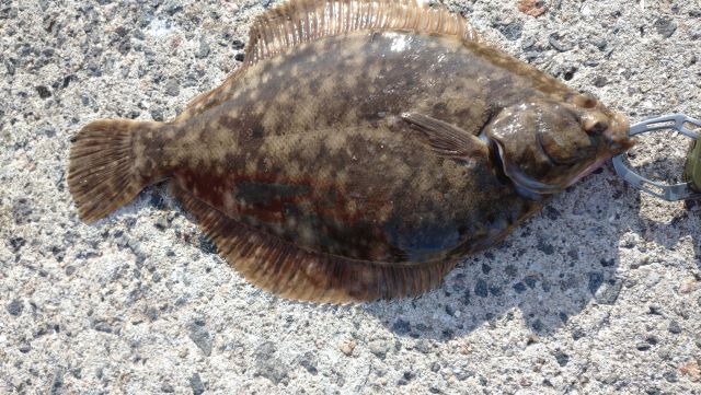 a photo of Marbled sole (Makogarei)