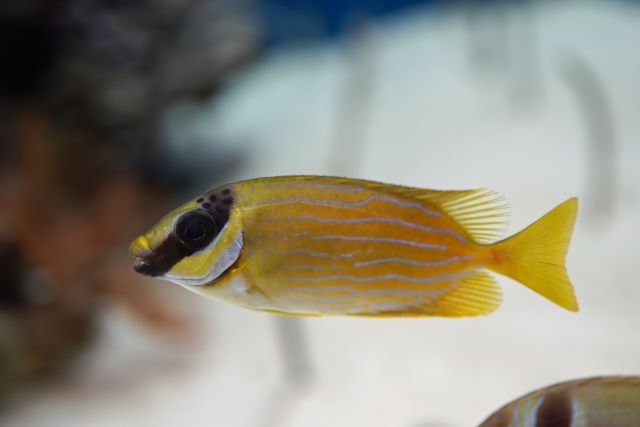 a photo of Masked spinefoot (Majiriaigo)