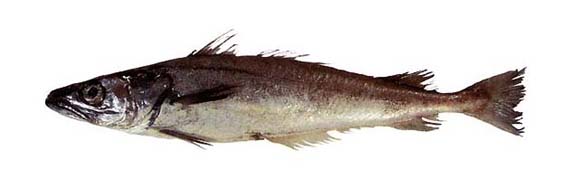 A photo of Merluccid hakes