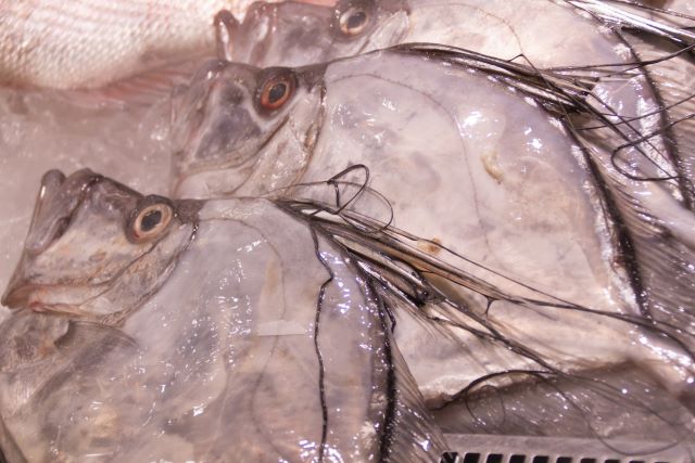 a photo of Mirror dory (Kagamidai)
