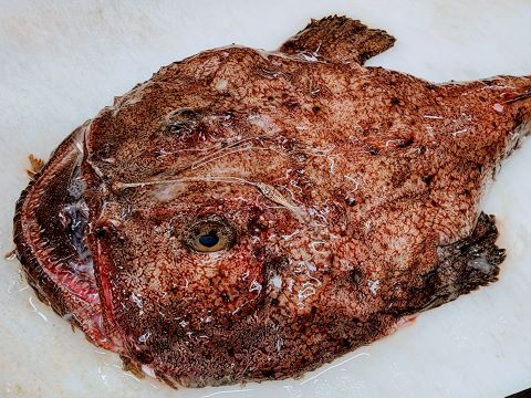 a photo of Monkfish (Ankou)