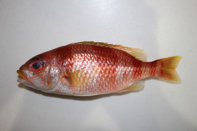 A photo of Monocle-bream (Tamagashira)