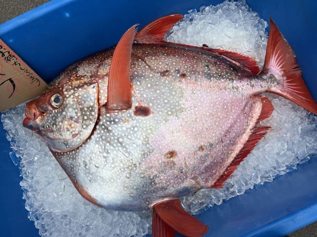 a photo of Moonfish (Akamanbou)