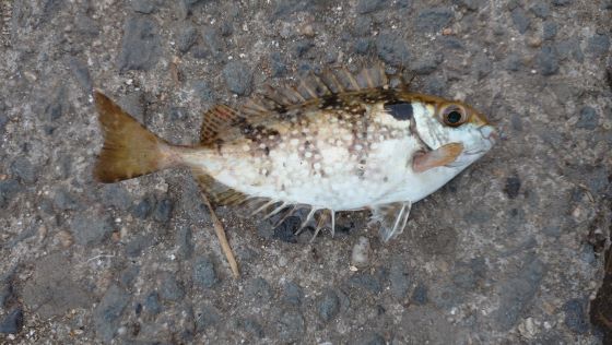 a photo of Mottled spinefoot (Aigo)