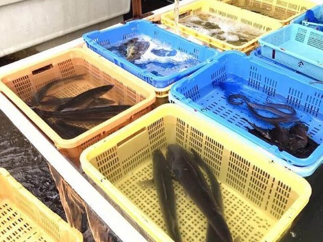 A photo of Natural fish