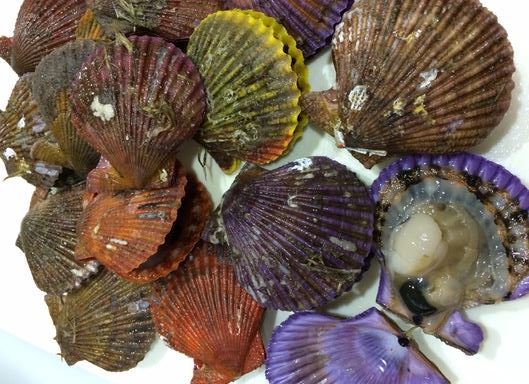 a photo of Noble scallop (Hiougigai)