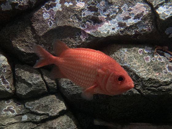 a photo of North Pacific squirrelfish (Ittoudai)