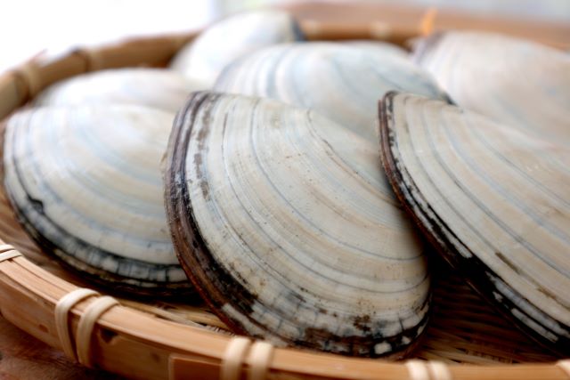 a photo of Northern great tellina clam (Saragai)