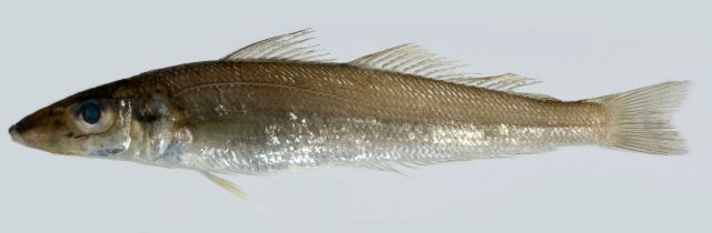 A photo of Northern whiting (Motogisu)