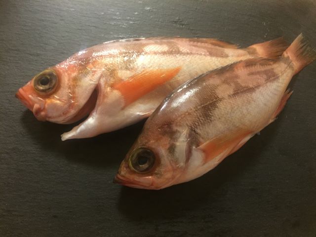 a photo of Oblong rockfish (Takenokomebaru)