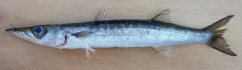 A photo of Obtuse barracuda (Taiwan kamasu)