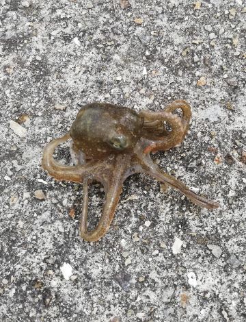 a photo of Ocellated octopus (Iidako)