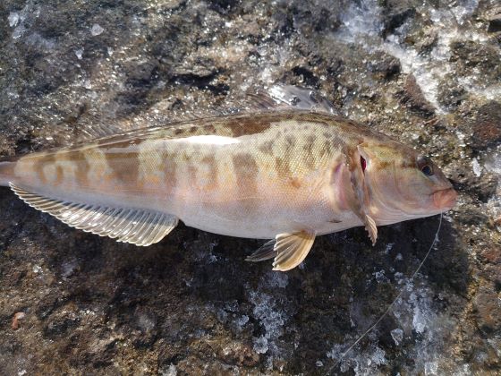 a photo of Okhostk atka mackerel (Hokke)