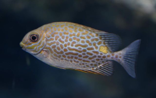 a photo of Orange-spotted spinefoot (Gomaaigo)