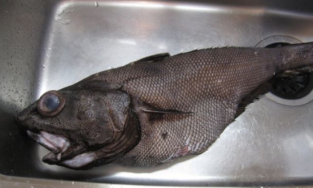 A photo of Pacific grenadier (Ibarahige)