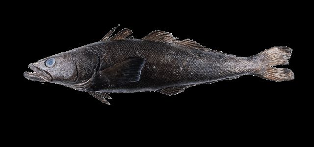 A photo of Patagonian toothfish (Majeranainame)