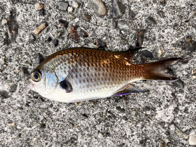 A photo of Pearl-spot chromis (Suzumedai)