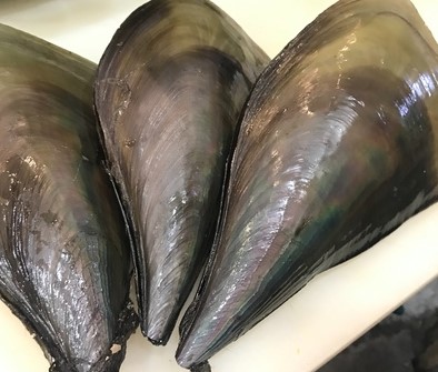 a photo of Pen-shell (Tairagi)