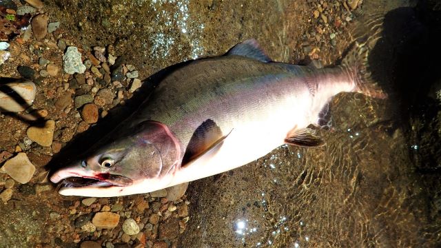 a photo of Pink salmon (Karafutomasu)