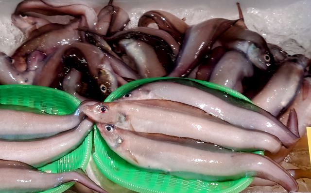 a photo of Porous-head eelpout (Norogenge)