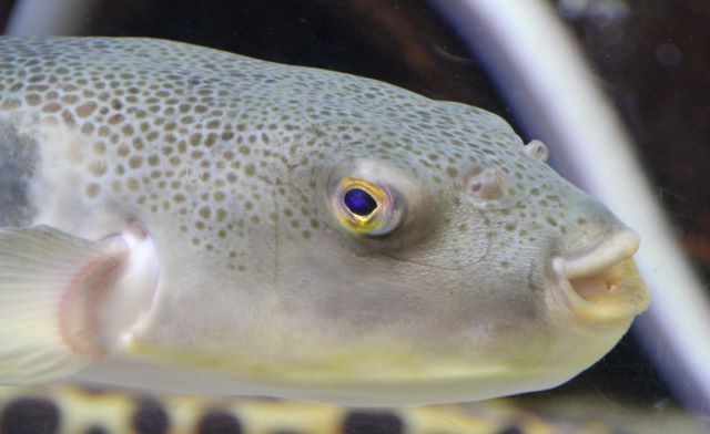 A photo of Purple puffer (Mafugu)