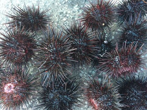 a photo of Purple sea urchin (Murasaki uni)