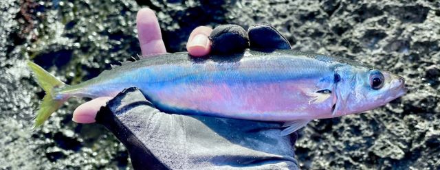 a photo of Rainbow runner (Tsumuburi)